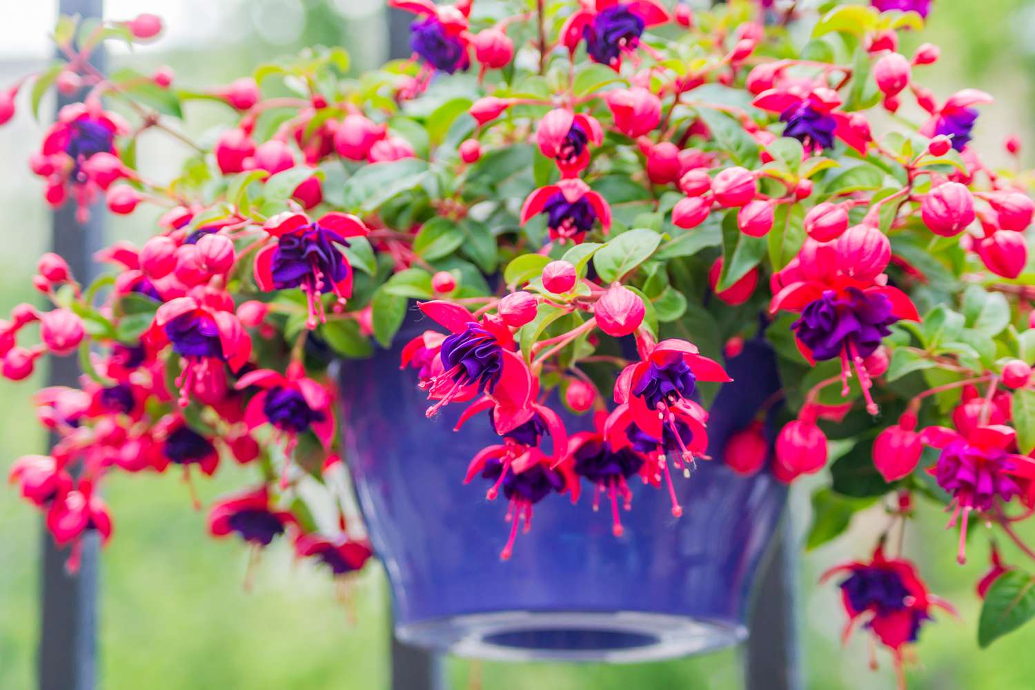 Fuchsia hanging plant