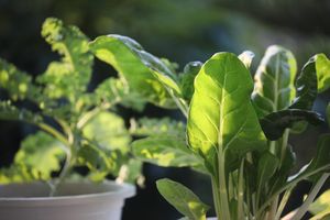 Growing Vegetables in white pots on the balcony home growth vegetables
