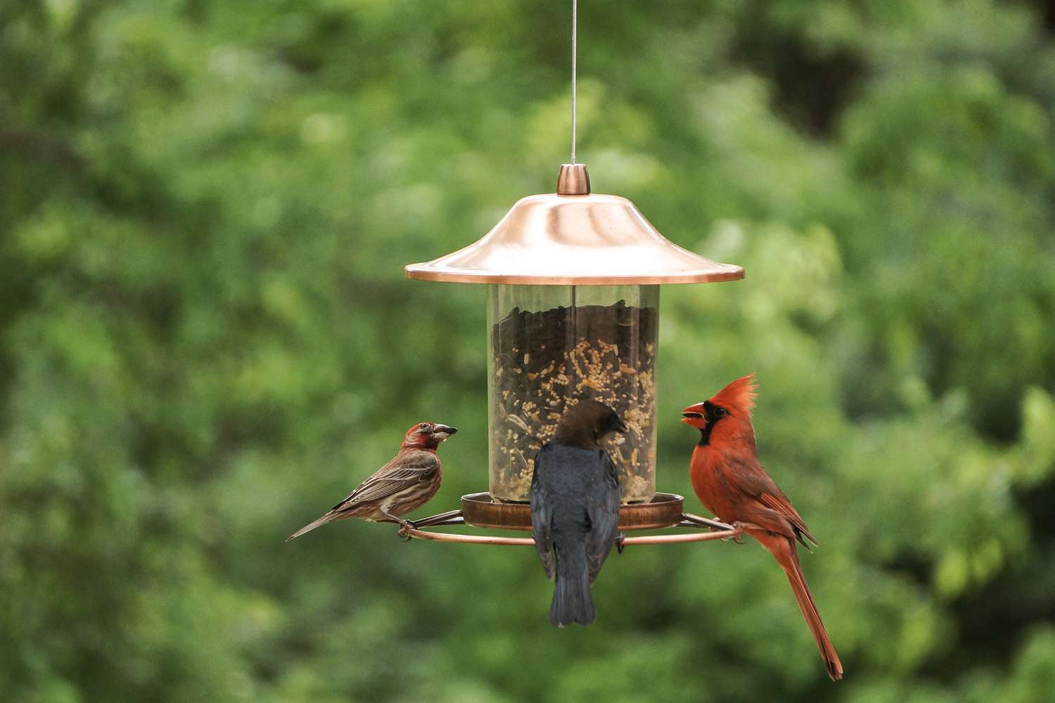 Backyard birds at feeder