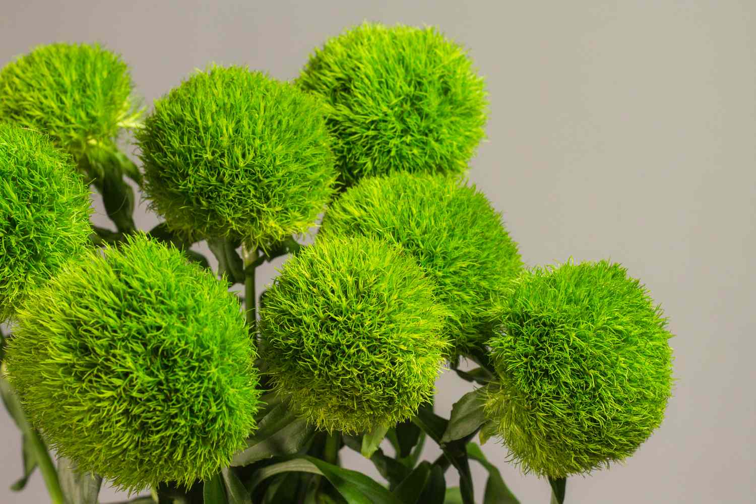 Sweet William "Green Ball"