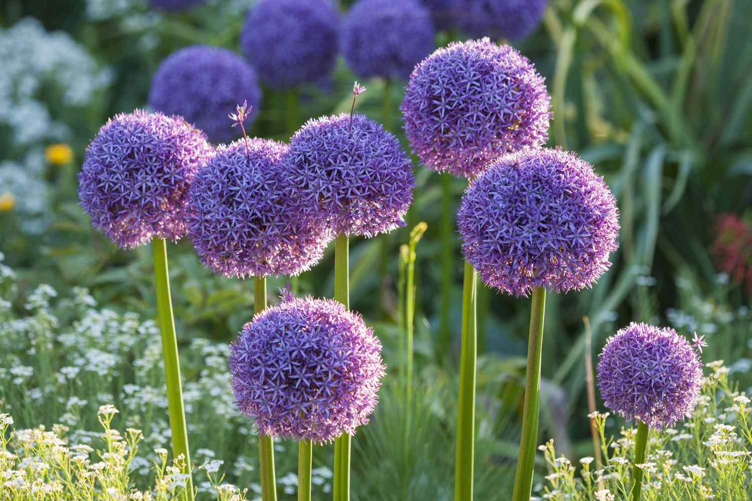The purple blooms of the allium plant