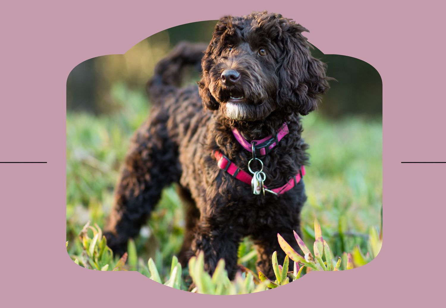 dark labradoodle in grass on pink background