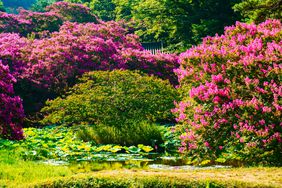 Crape Myrtles in garden
