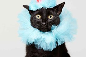 cat-clown-costume-120-d112263_vert