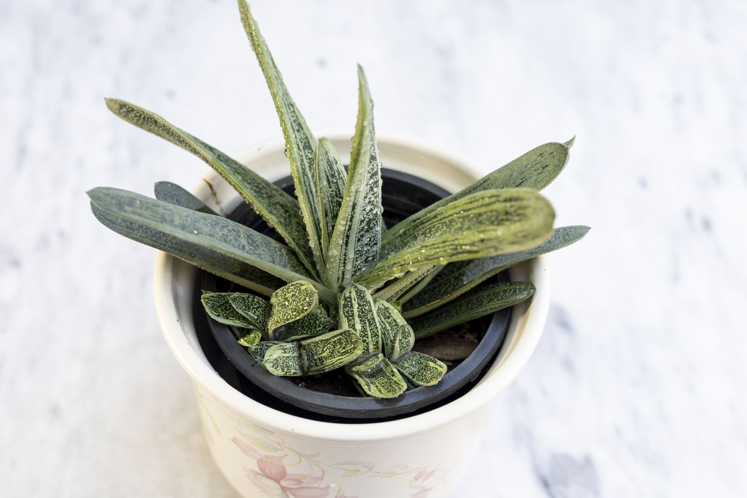 Top view of Gasteria ox tongue succulent