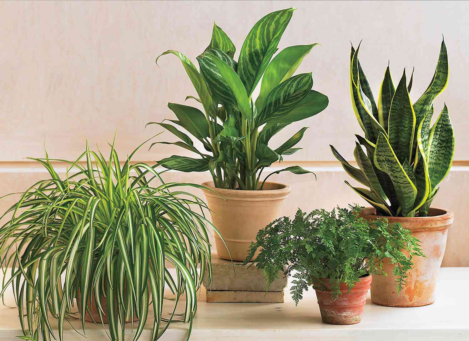multiple houseplants in pots