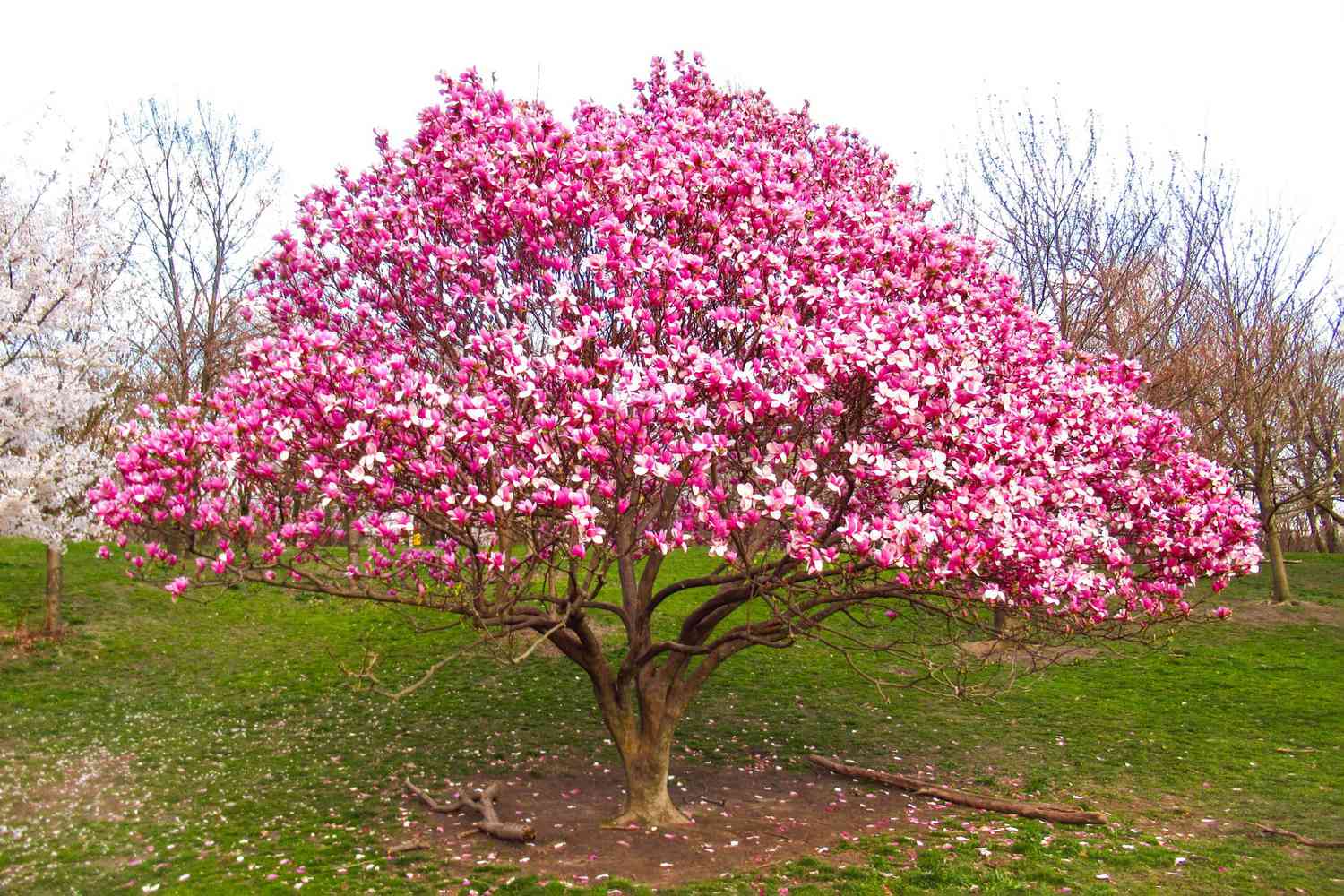 Purple flowers in full bloom on an outdoor magnolia tree
