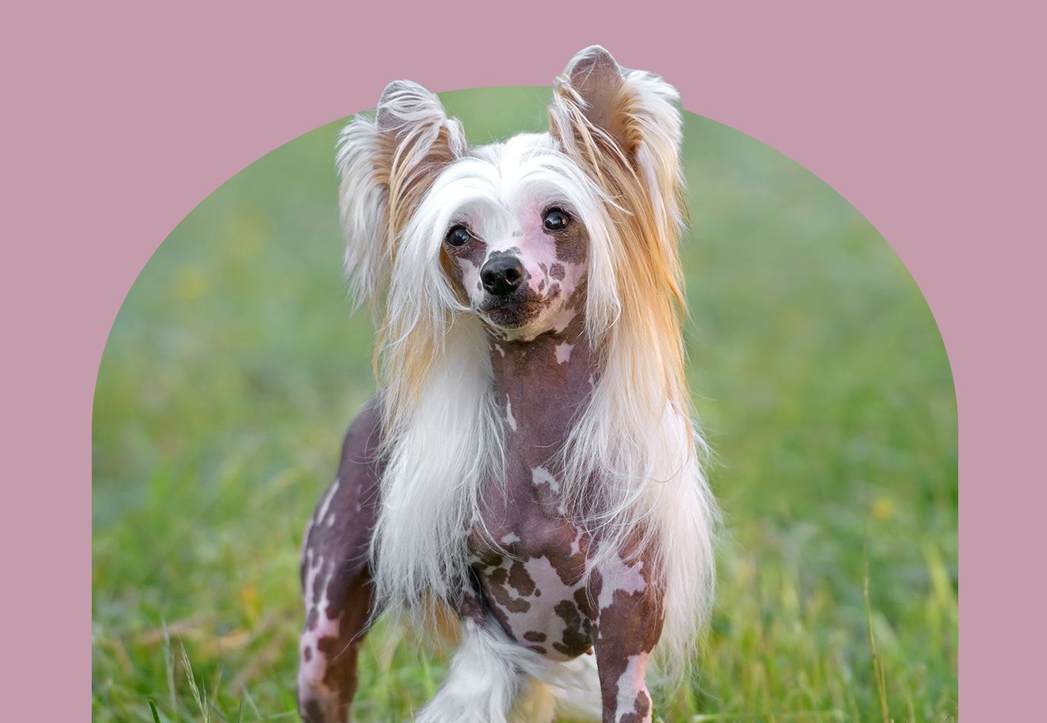 Chinese Crested dog