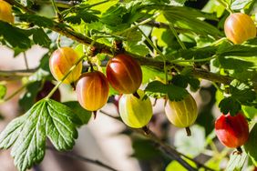 Gooseberries hanging on a branch with leaves