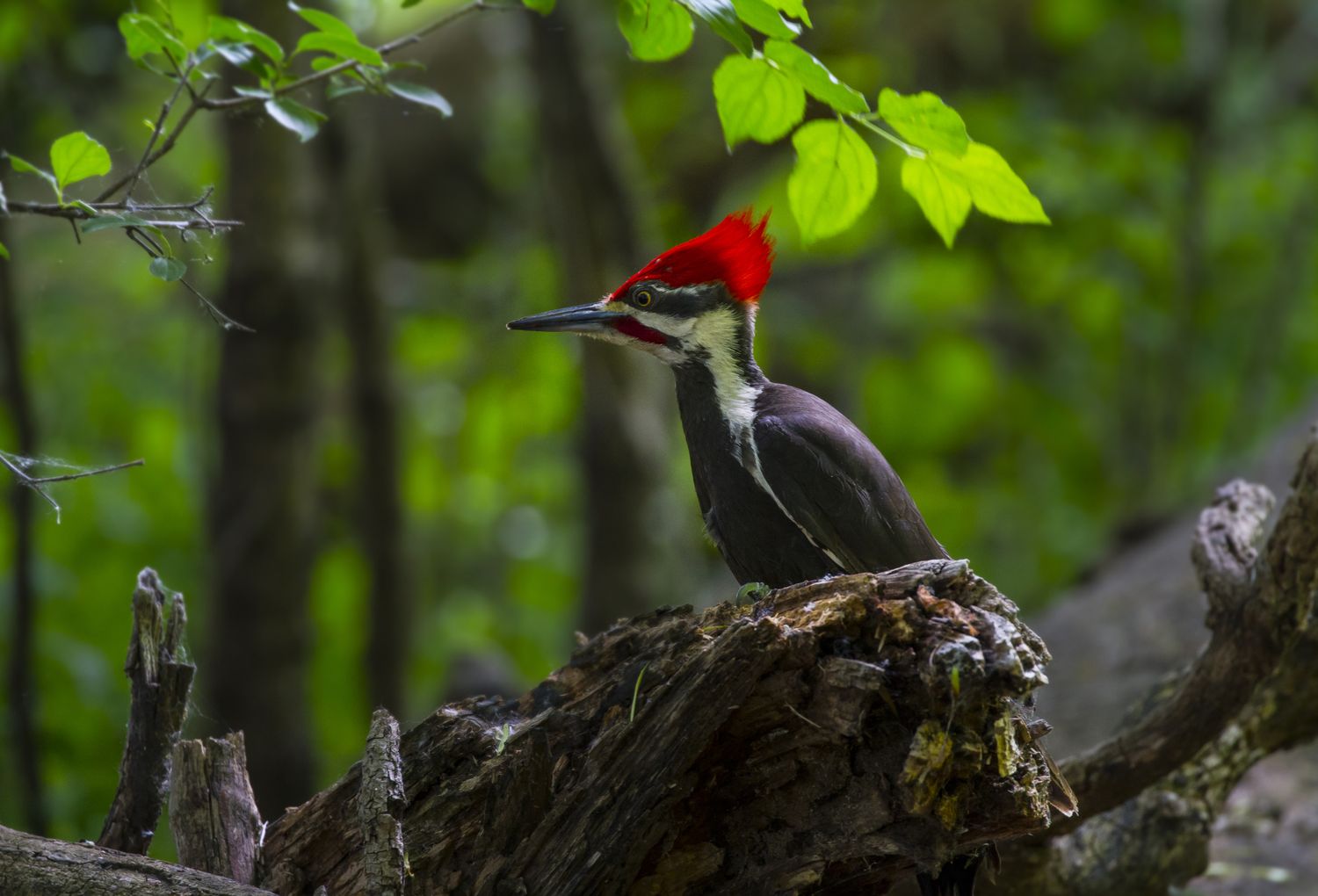 A woodpecker perched on a tree branch in a forest setting