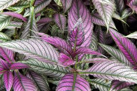 Persian shield (Strobilanthes dyerianus) leaves in summer.