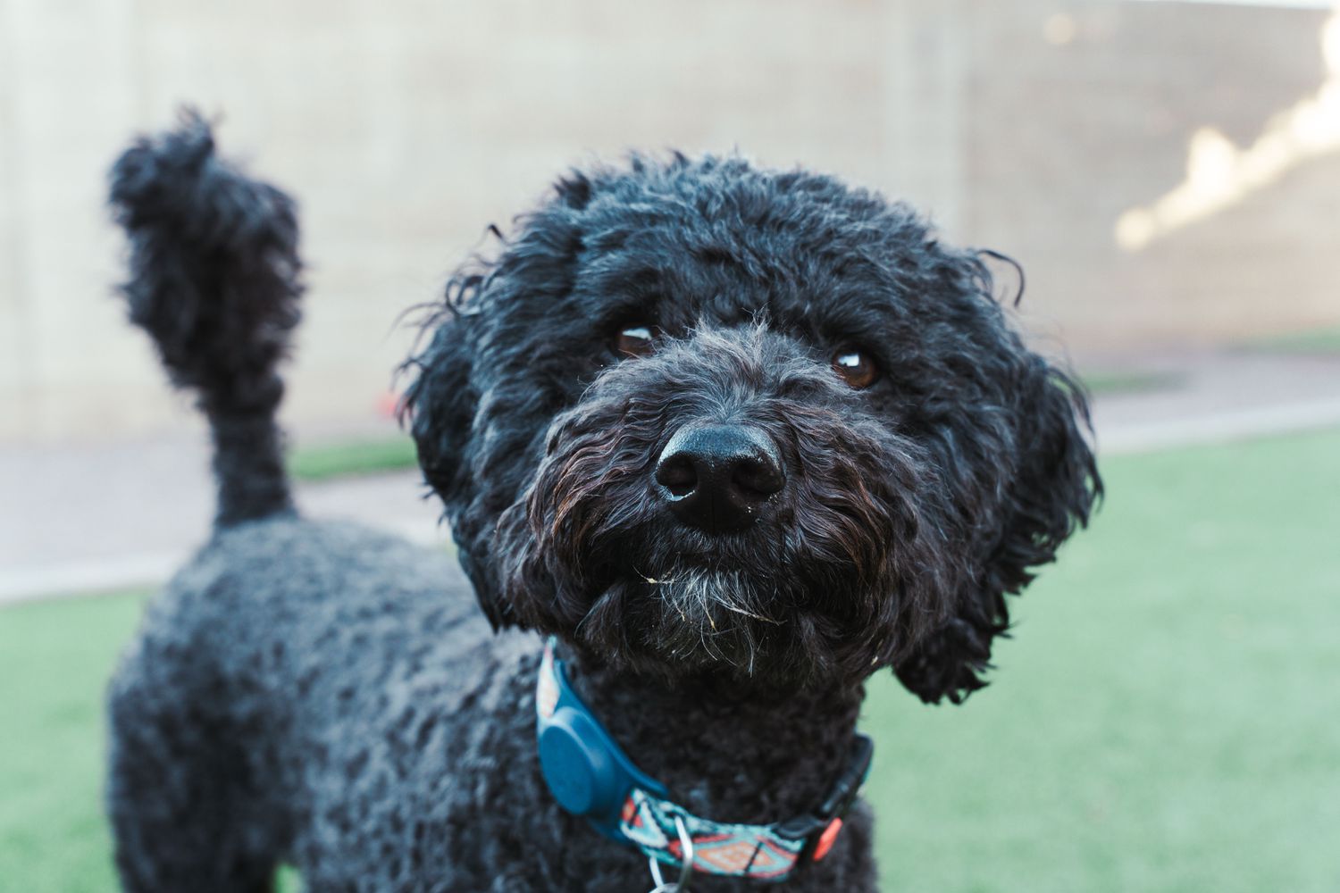 A black Barbet dog on a blurry background