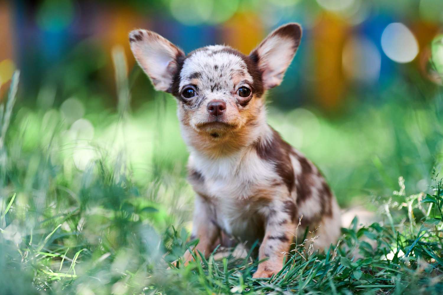 chihuahua puppy in garden