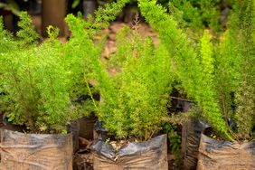 Potted plants with lush foliage arranged in soil bags
