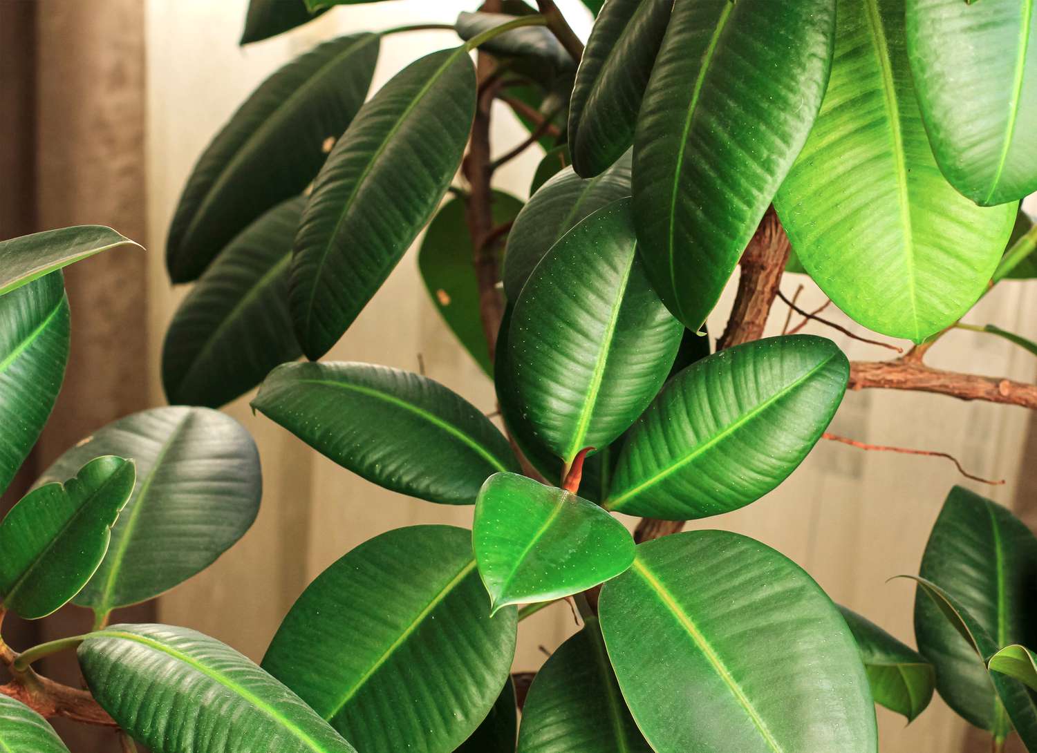 rubber plant tree in a home