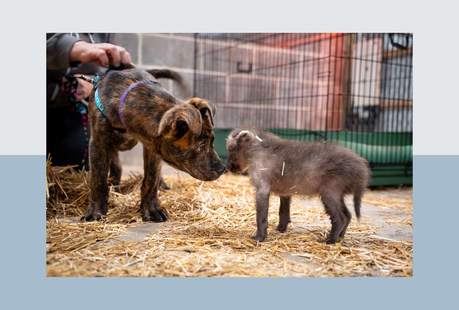 A young shelter dog and maned wolf pup. 