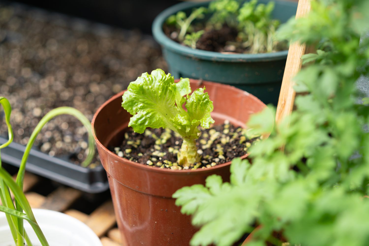 A seedling growing in a pot with other plants nearby part of a gardening setup