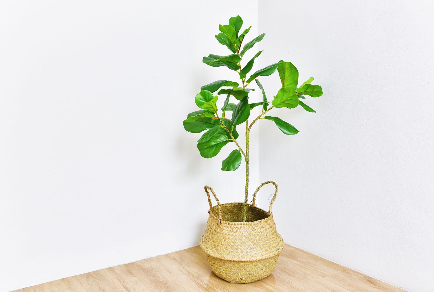 Fiddle leaf fig tree