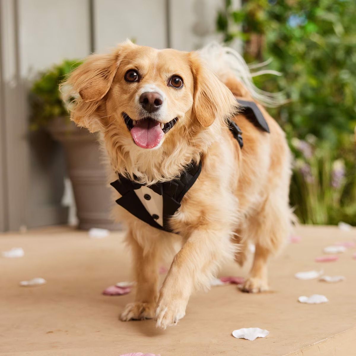 Dog wearing tuxedo harness