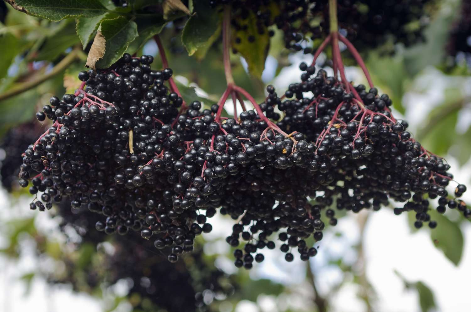 Elderberries hanging from a plant