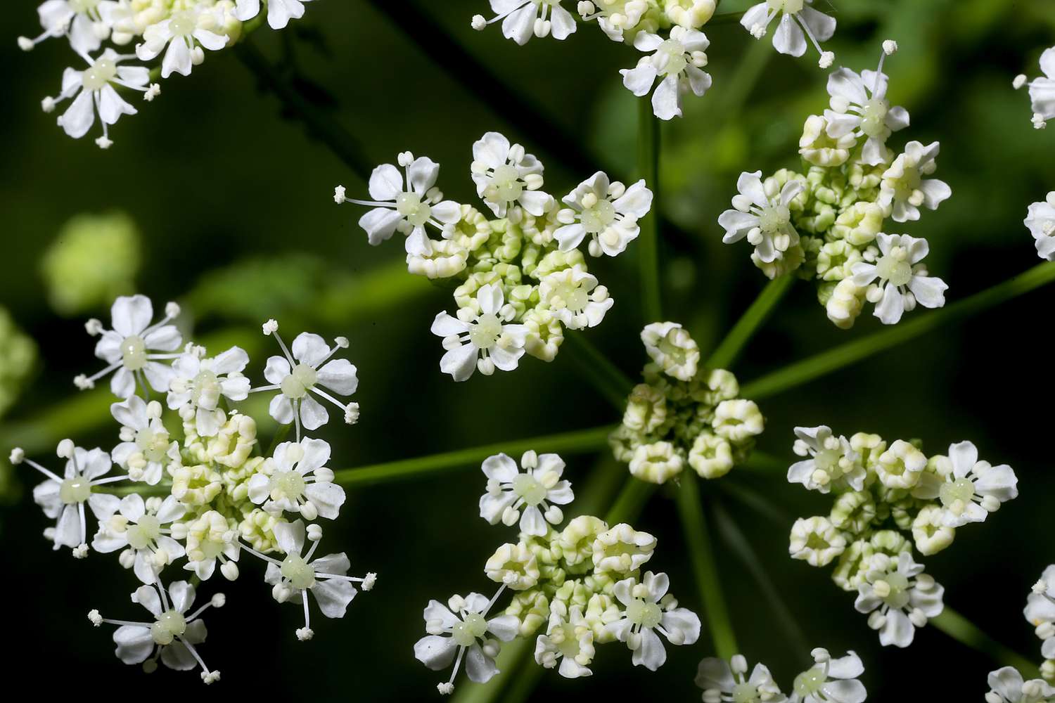 Poison Hemlock