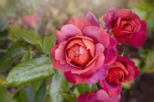 Close-up of blooming roses with leaves
