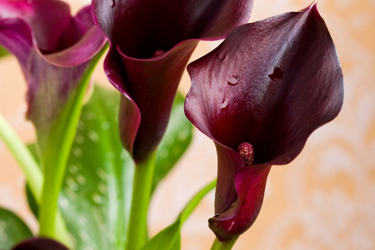 Black star calla lily