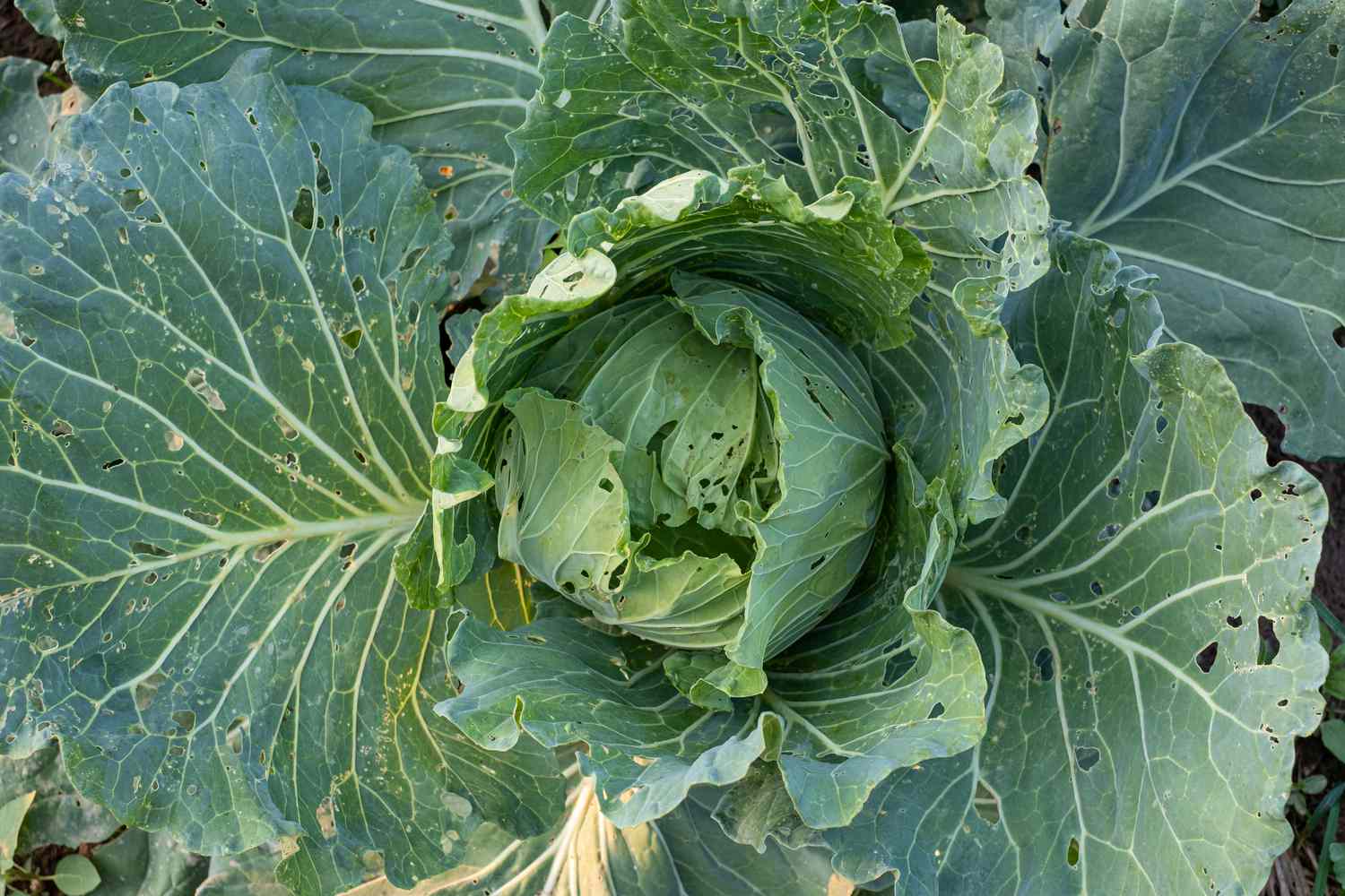 A cabbage plant with signs of slug infestation 