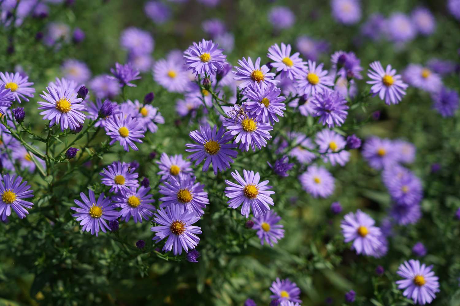 A cluster of daisies in bloom in a natural setting