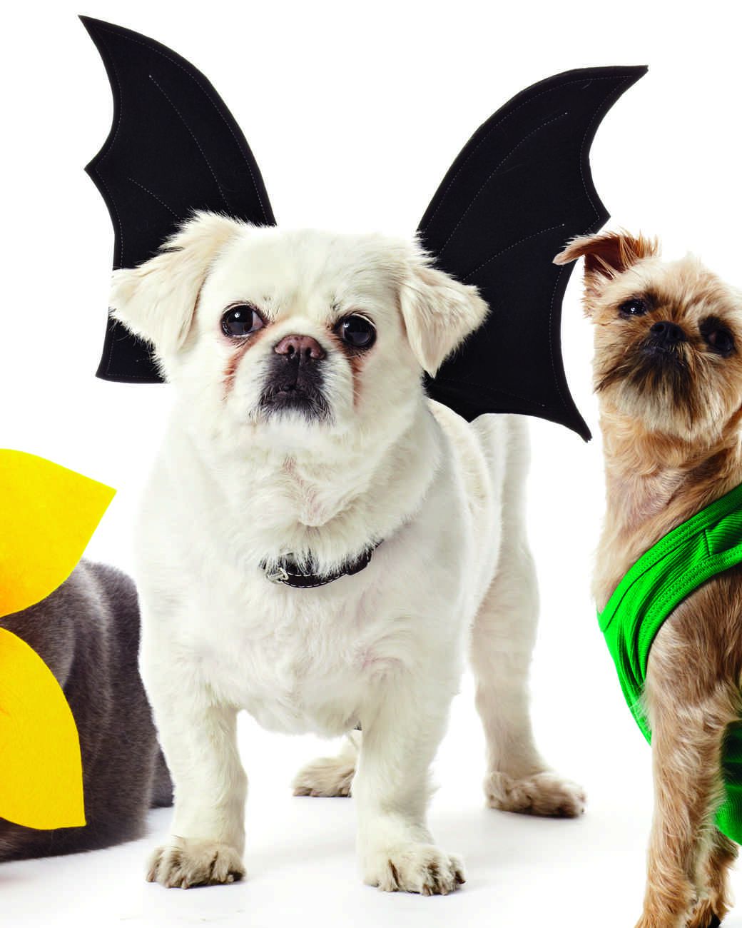 pet-costumes-1011mld107618d_vert