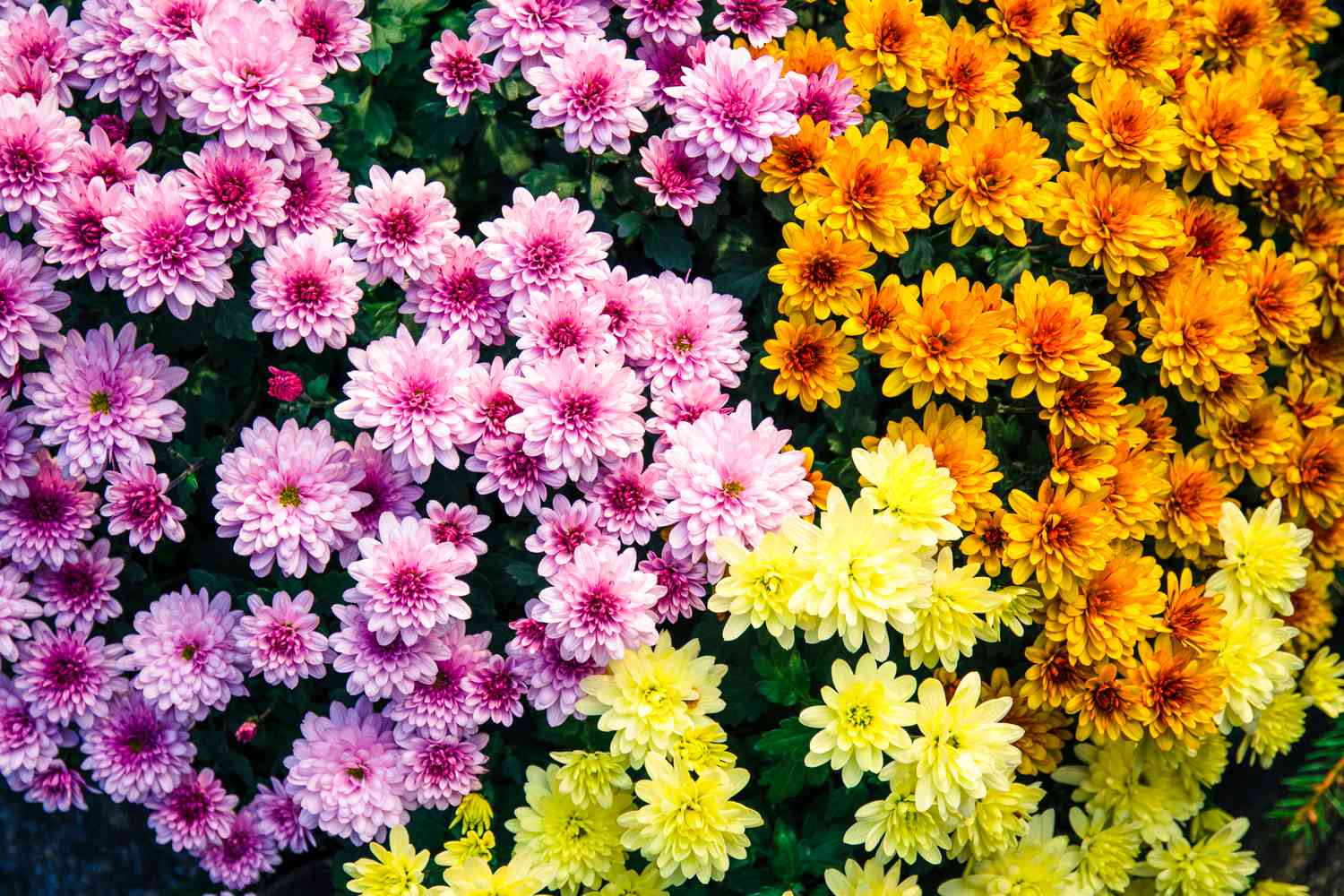 Fall mum flowers