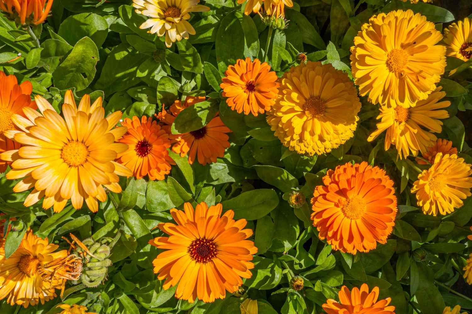Calendula