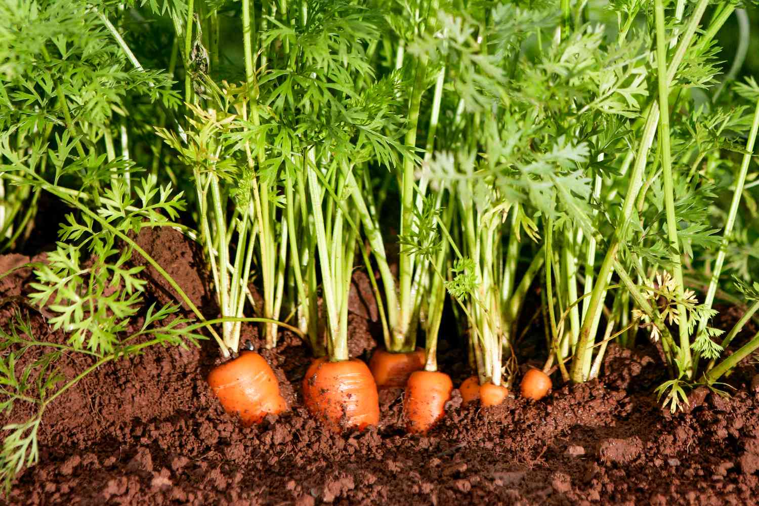 carrots growing for food forest