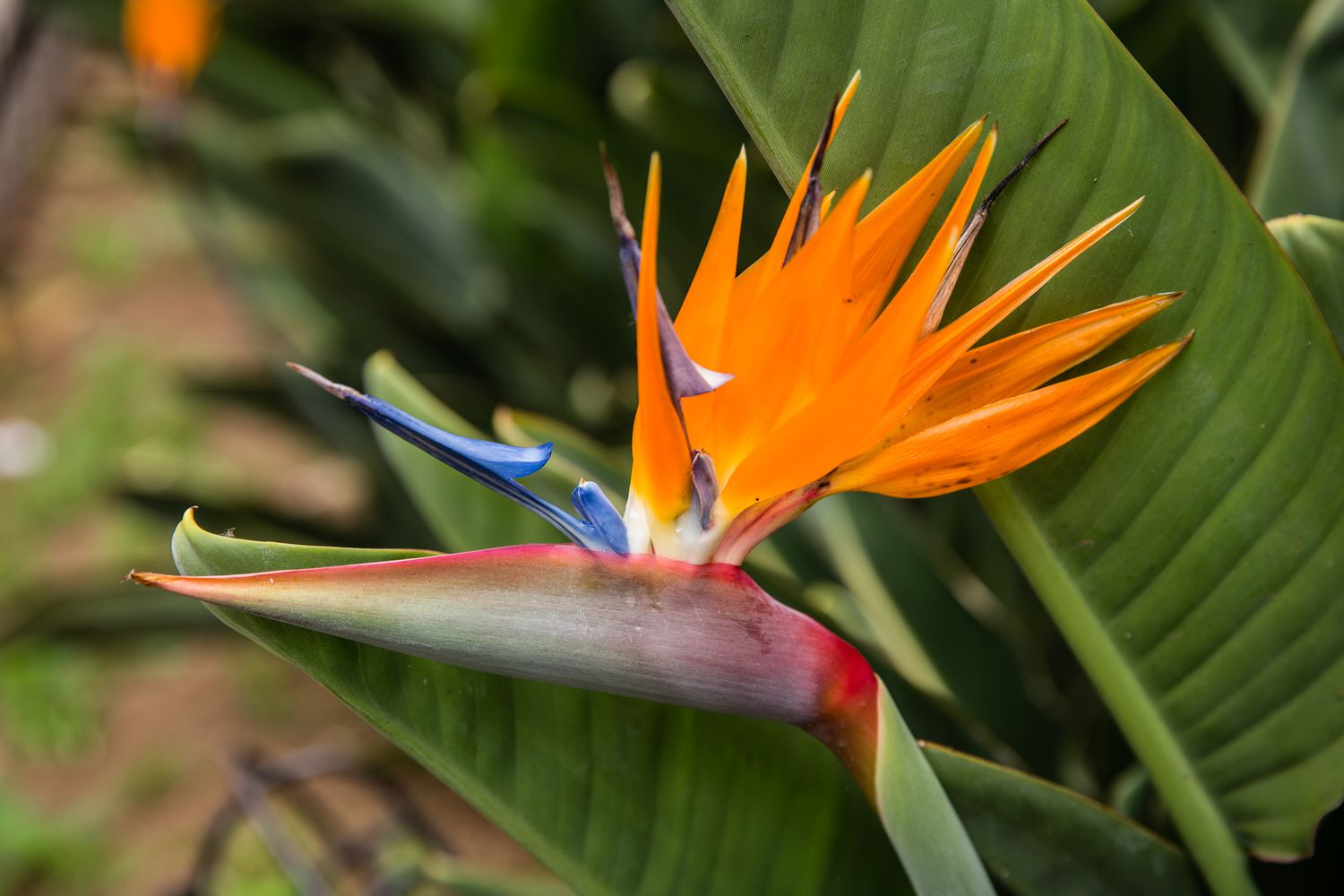 closeup of bird of paradise plant with orange and blue spiky petals