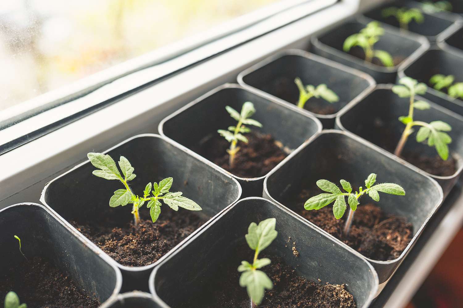 seed starting indoors