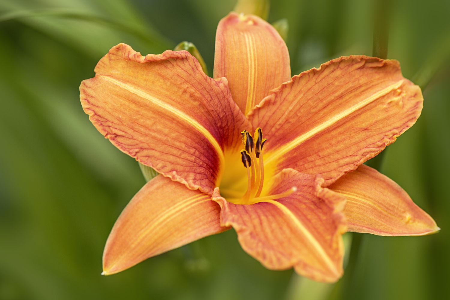 Hemerocallis fulva, the orange day-lily, tawny daylily, tiger daylily, fulvous daylily or ditch lily