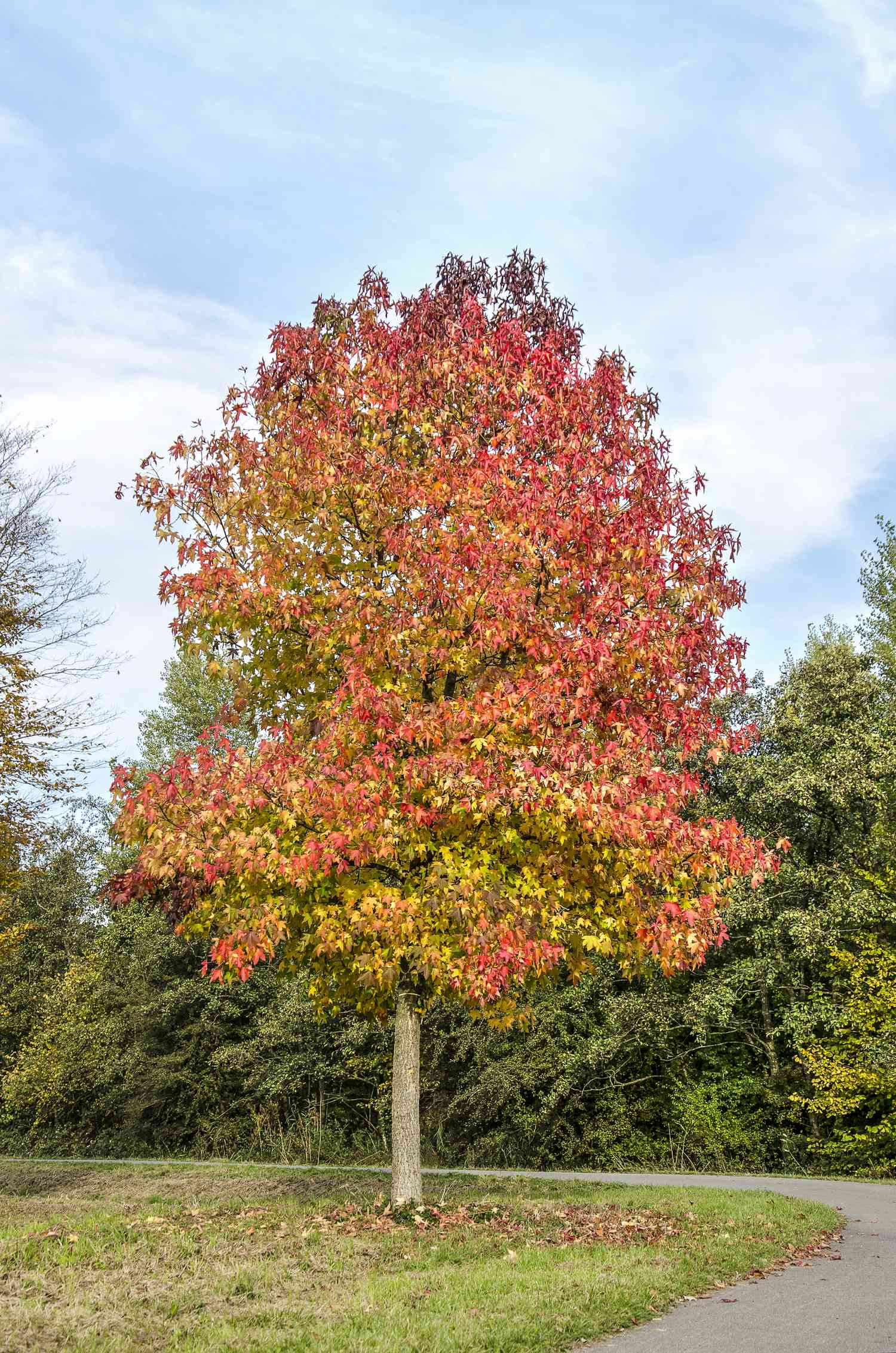 Sweet gum tree (liquidambar styraciflua) in vibrant colors next to a bend in an asphalt road in the Zuidelijk Randpark (Southern Border Park) in Rotterdam on a day in autumn