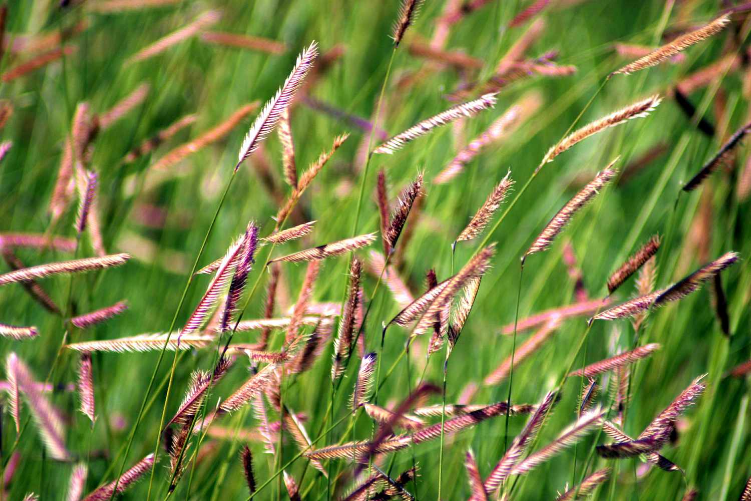 Blue Gramma grass