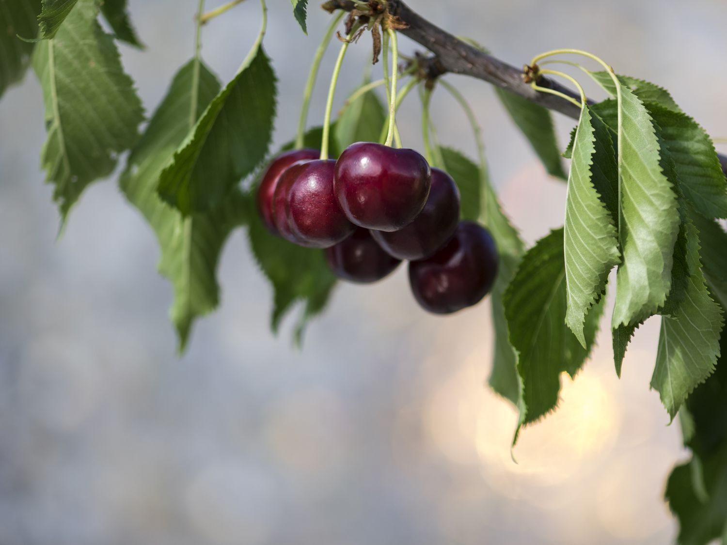 Ripe cherries hanging from a cherry tree branch