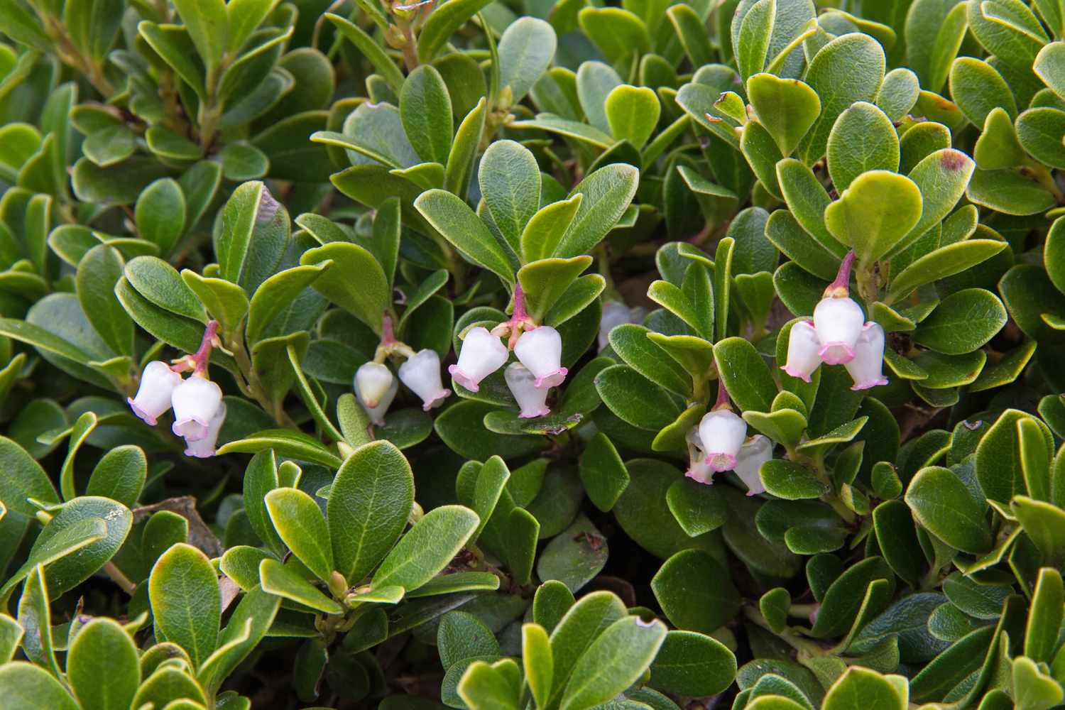 bearberry plant with flowers
