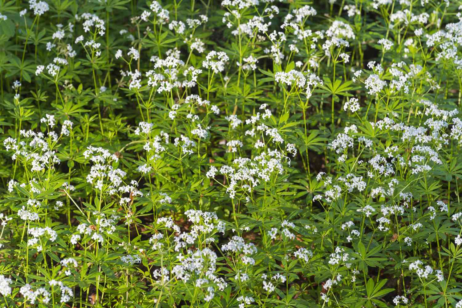 Sweet woodruff plants in bloom.