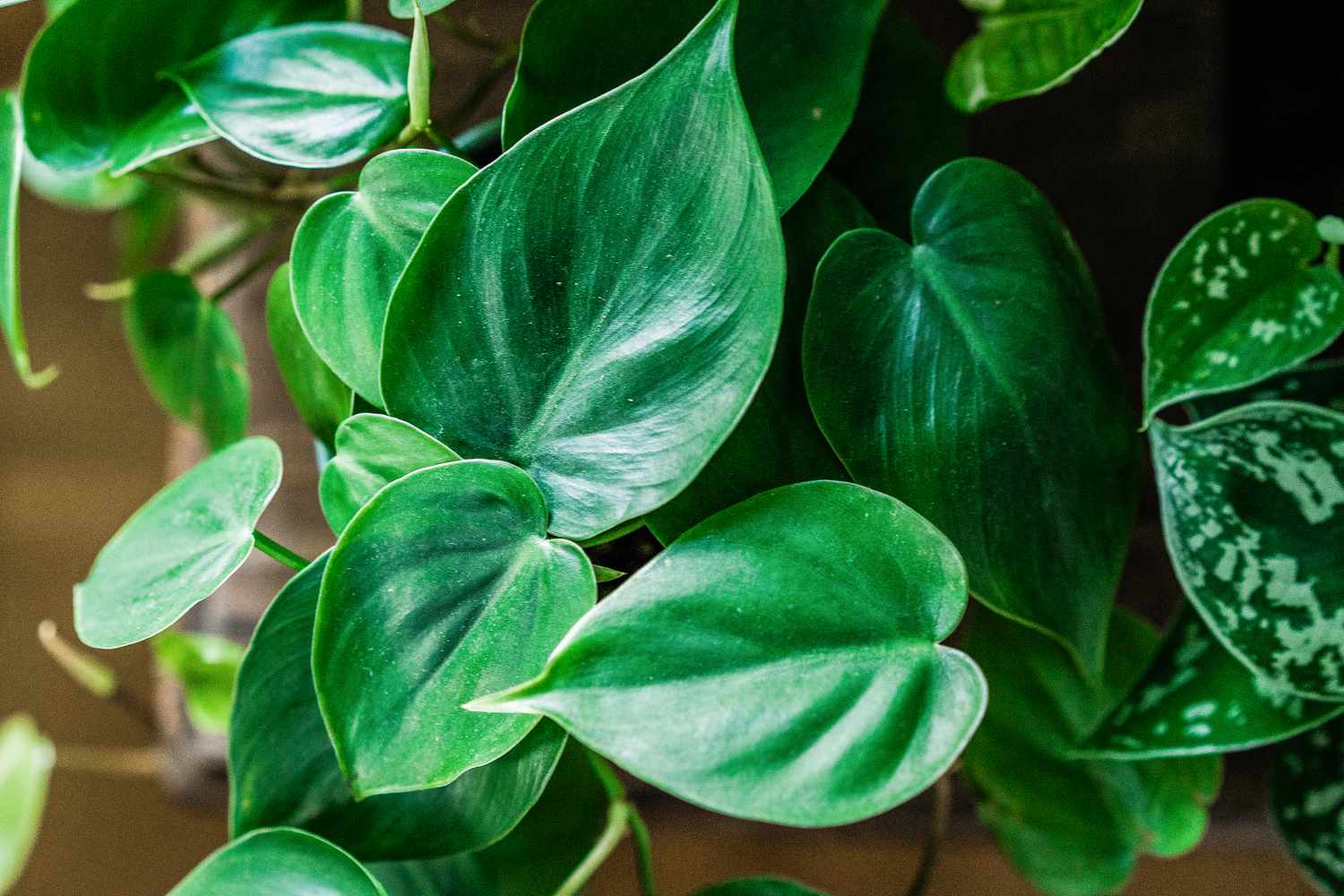 heartleaf philodendron plant