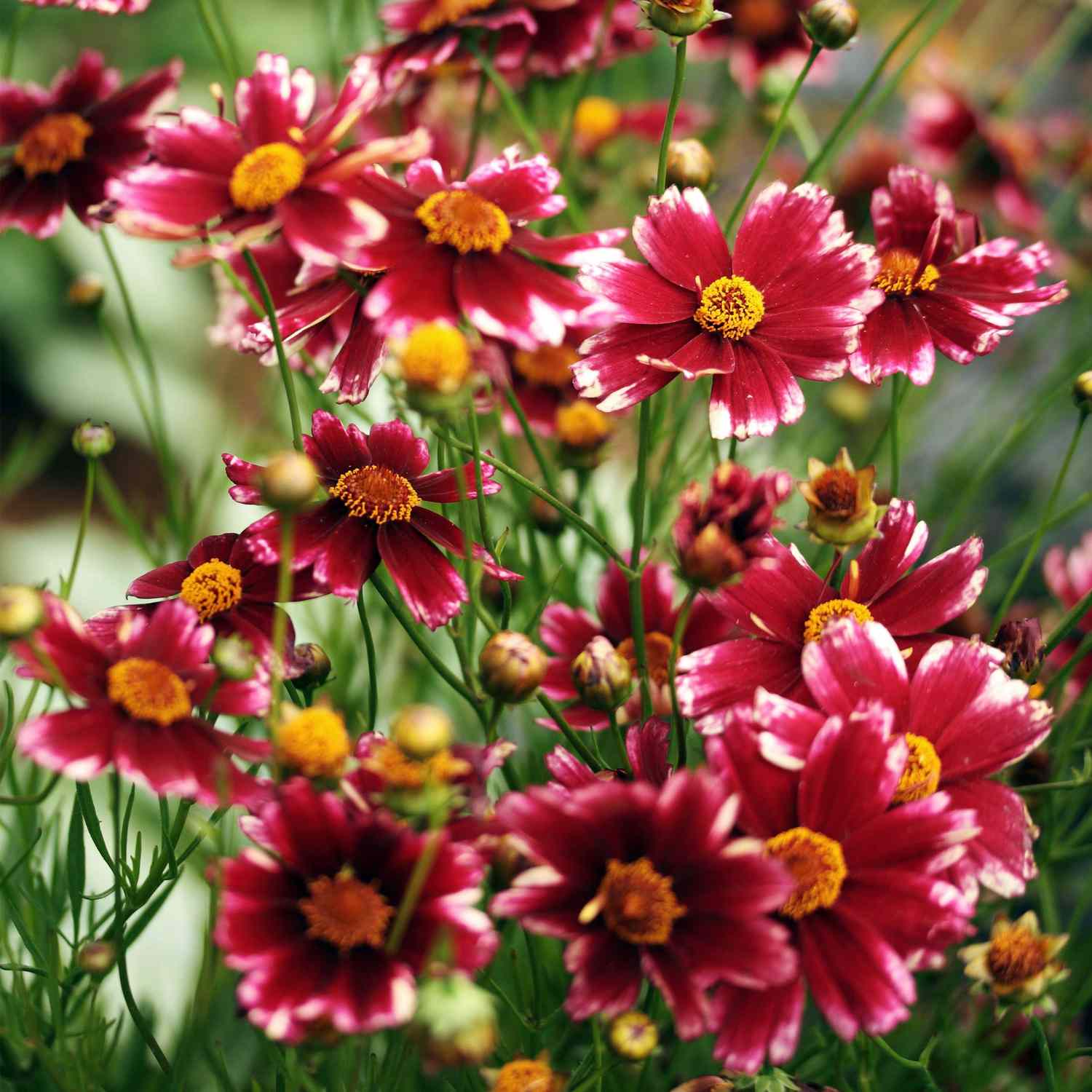 red coreopsis flowers in a garden