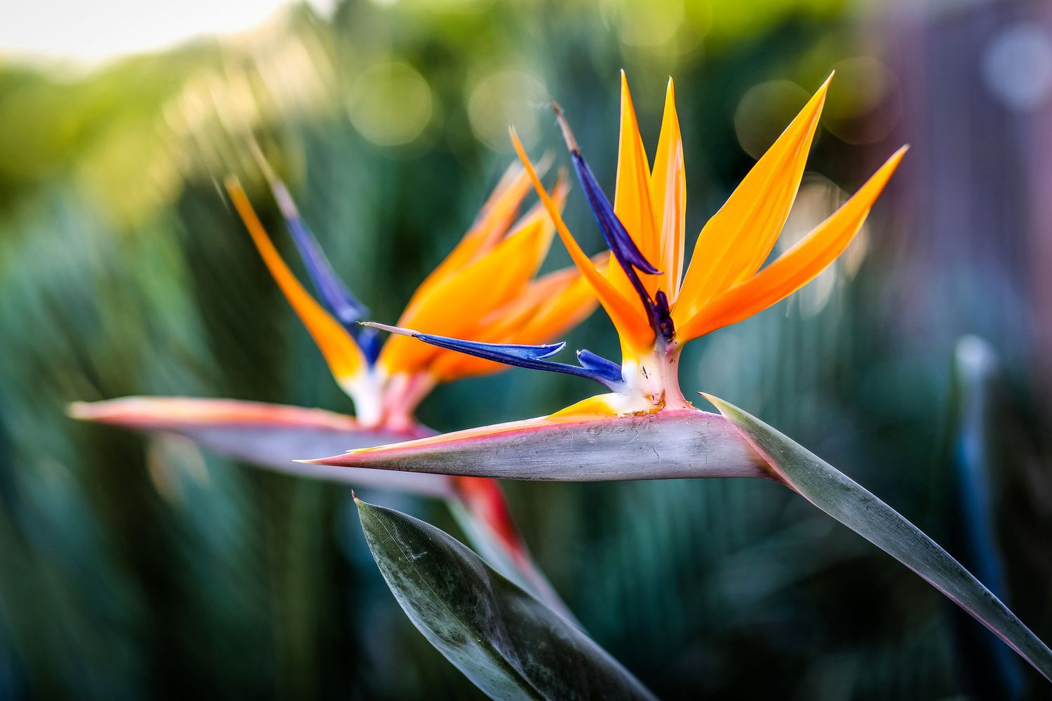 Bird of Paradise plant