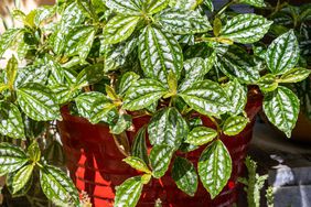 Aluminum plant in a red pot