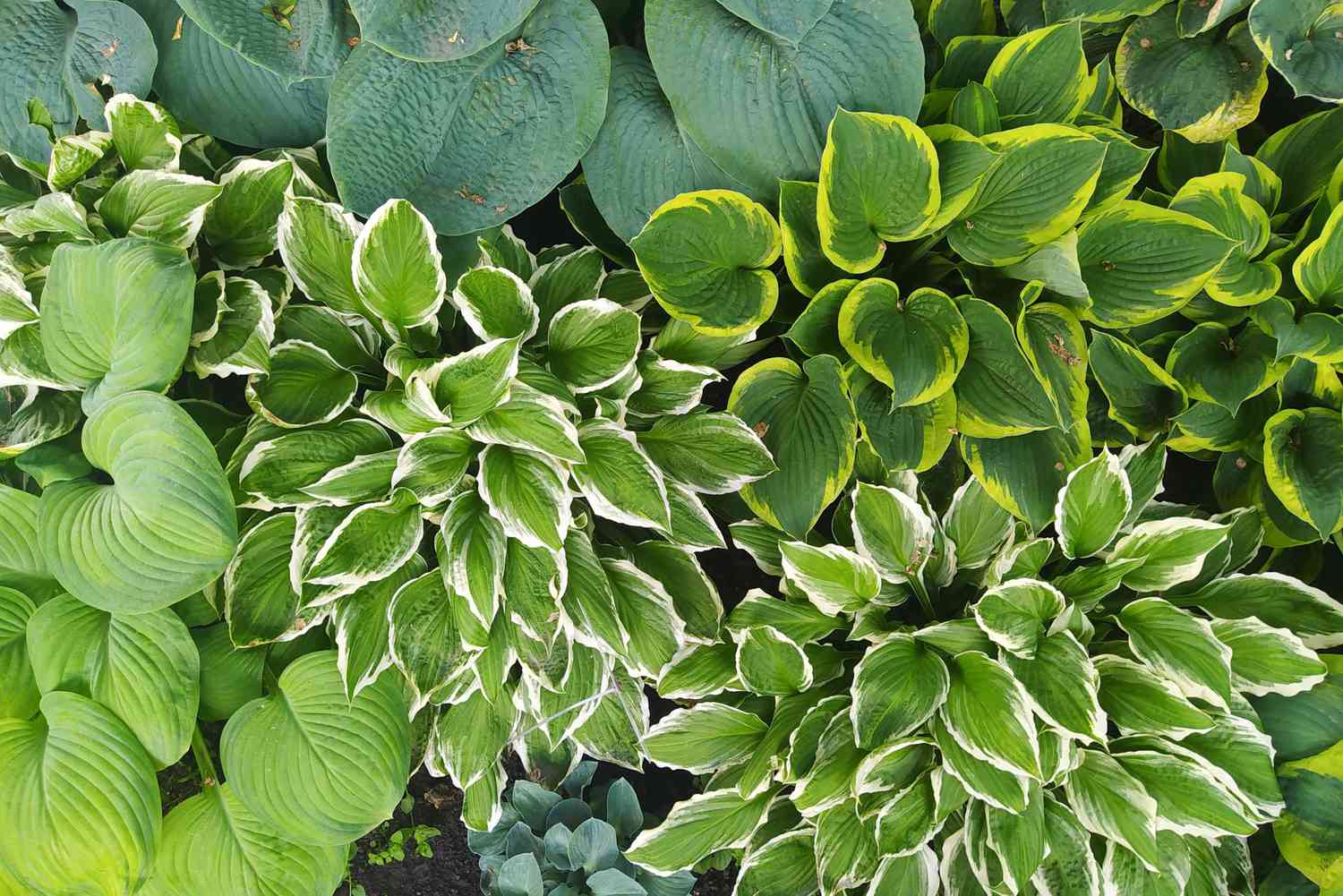 Hosta plants