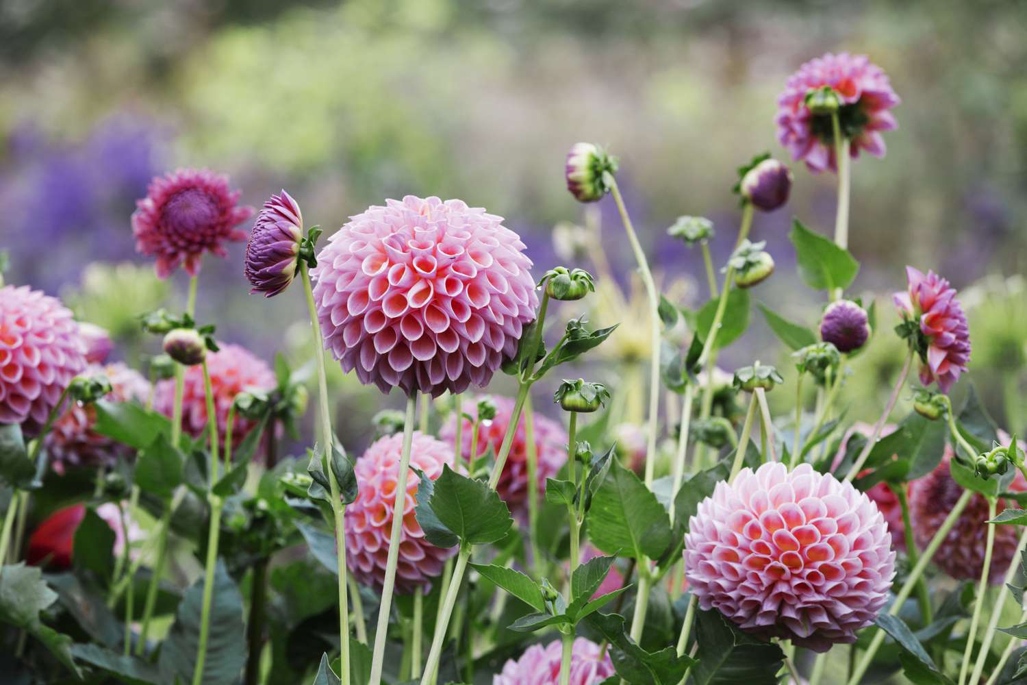 In a commercial organic flower nursery bed there are pink globe dahlias.