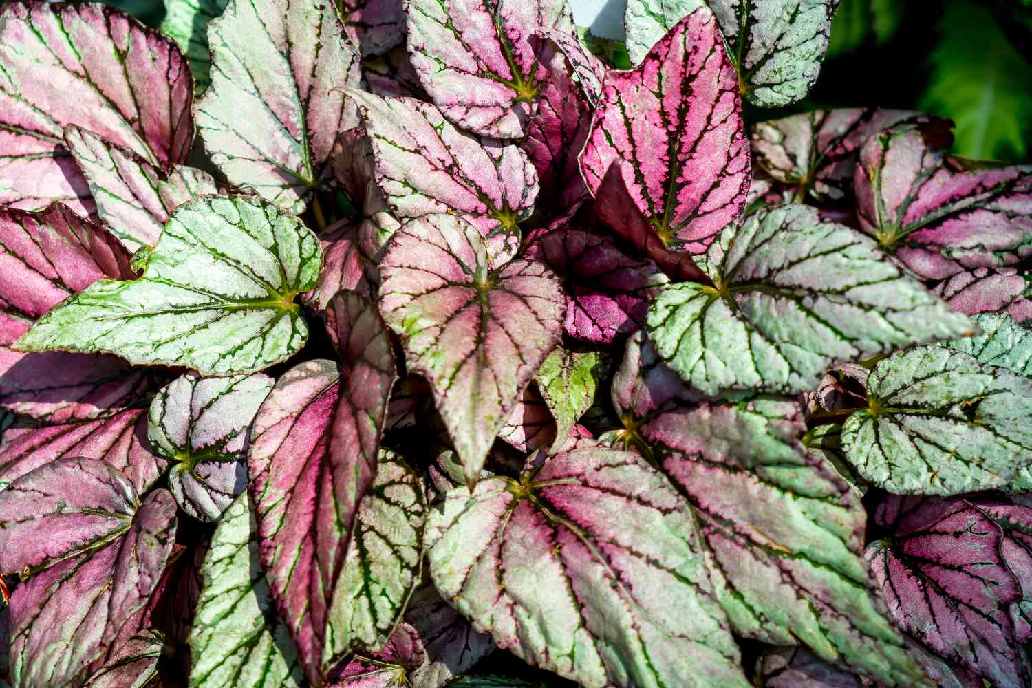 Rex Begonia
