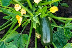 zucchini and zucchini flowers growing in a garden