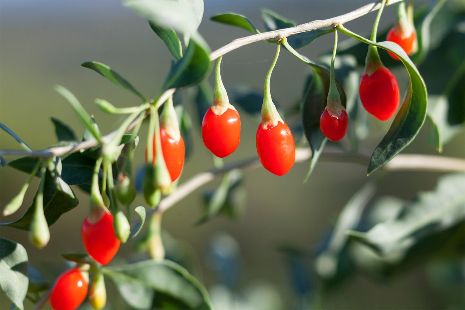 close up of goji berries
